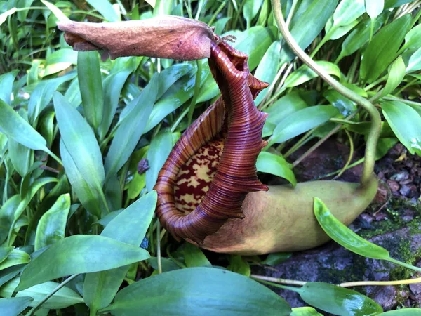 Tropical Pitcher Plant Alata Nepenthes Alata Geflugelte Kannenpflanze Oder Gefluegelte — стокове фото