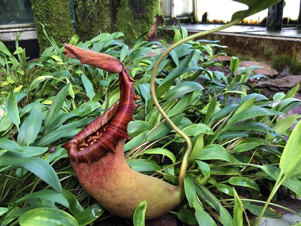 Tropical Pitcher Plant Alata Nepenthes Alata Geflugelte Kannenpflanze Oder Gefluegelte — Stock Photo, Image