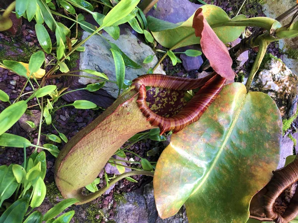 Tropical Pitcher Plant Alata Nepenthes Alata Geflugelte Kannenpflanze Oder Gefluegelte — Stock Photo, Image