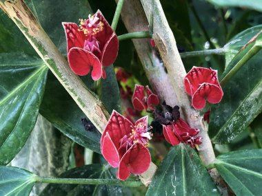 Deniz kabuğu çiçeği (Pavonia strictiflora Fryxell), Goethea strictiflora Hook. ya da Goethemalve