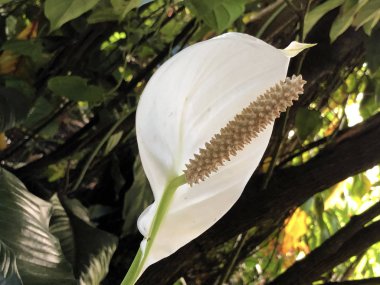 Anthurium White Winner (Anthurium andreanum), Tailflower, Painter 's palette, Flamingo flower, Laceleaf veya Grosse Flamingoblume