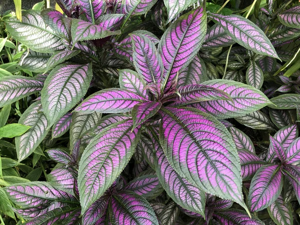 Persian Shield Perilepta Dyeriana Masters Bremekamp Strobilanthes Dyeriana Persisches Schild — 스톡 사진