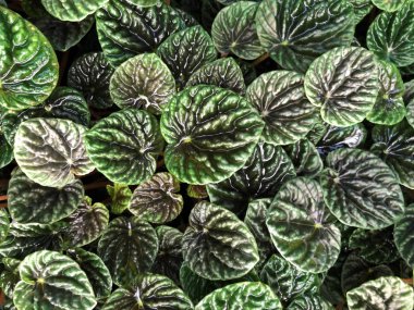 Zümrüt dalga peperomisi (Peperomia caperata), Zierpfeffer, Gerunzelter Zwergpfeffer oder Peperomie