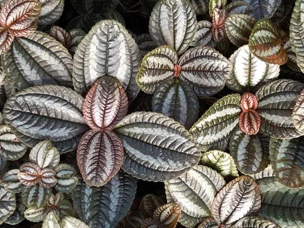 Friendship Plant (Pilea Involucrata 'Norfolk' veya Pilea ovalis 'Norfolk'), Die Eingehullte Kanonierblume veya Die Eingehuellte Kanonierblume