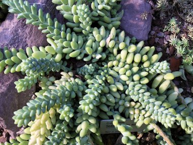 Eşek kuyruğu (Sedum burrito Moran veya Sedum morganianum), Burro kuyruğu, Bebek Eşek Kuyruğu, Affenschaukel, Walzensedum oder Affenschwanz