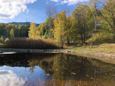 Zürih, İsviçre iş bölgesinde vahşi küçük bir vaha