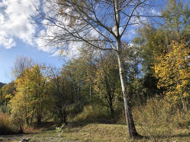 Zürih, İsviçre iş bölgesinde vahşi küçük bir vaha