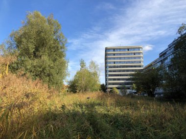 Zürih, İsviçre iş bölgesinde vahşi küçük bir vaha