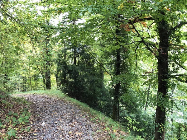 Bäume Und Mischwälder Über Dem Vierwaldstätersee Und Dem Alpnachersee Alpnach — Stockfoto