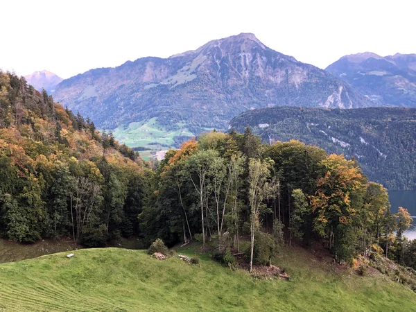 Stromy Smíšené Lesy Nad Jezerem Lucerne Nebo Vierwaldstaetersee Vierwaldstattersee Alpnachersee — Stock fotografie
