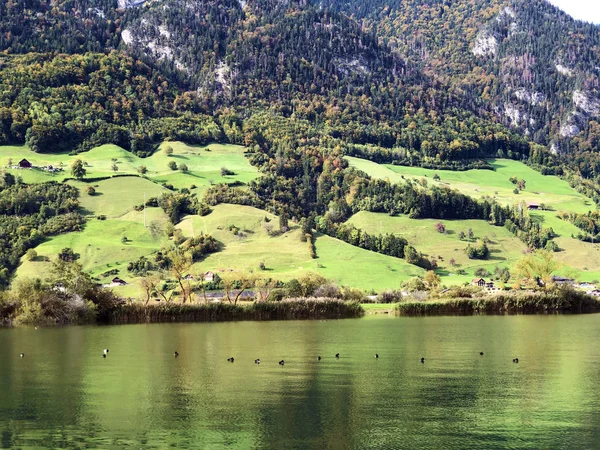 Arbres Forêts Mixtes Sur Lac Lucerne Lac Vierwaldstaetersee Vierwaldstattersee Lac — Photo