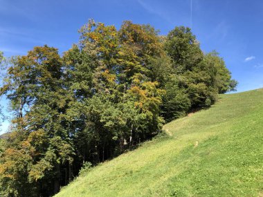 Lucerne Gölü veya Vierwaldstaetersee Gölü (Vierwaldstattersee) ve Alpnachersee Gölü, Alpnach - İsviçre Obwalden Kantonu üzerindeki yaprak döken ağaçlar ve ormanlar