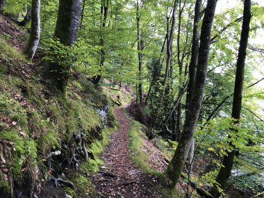Lucerne Gölü veya Vierwaldstaetersee Gölü (Vierwaldstattersee) ve Alpnachersee Gölü, Alpnach - İsviçre Obwalden Kantonu 'nun yamaçlarında yürüyüş ve yürüyüş yolları
