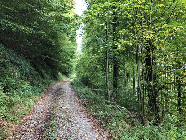 Wander Und Spazierwege Den Hängen Des Vierwaldstättersees Und Des Alpnachersees — Stockfoto