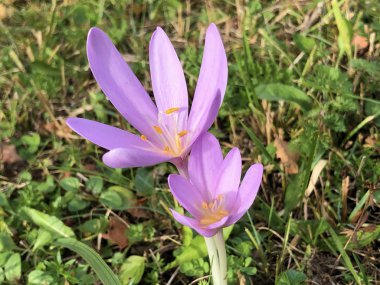 Güz gülü (Colchicum autumnale), Meadow safranı, Çıplak bayanlar, Die Herbstzeitlose, Herbst-Zeitlose veya Mrazovac