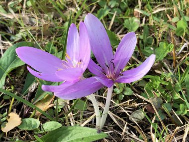 Güz gülü (Colchicum autumnale), Meadow safranı, Çıplak bayanlar, Die Herbstzeitlose, Herbst-Zeitlose veya Mrazovac