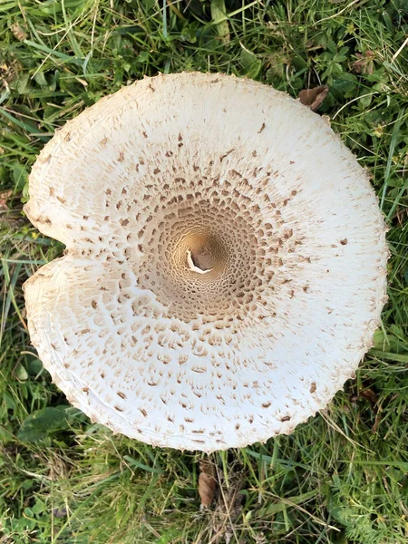 Parasolzwam Macrolepiota Procera Riesenschirmling Riesenschirmpilz Gljiva Velika Suncanica — Stockfoto