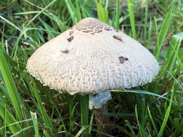 Parasollsvampar Macrolepiota Procera Riesenschirmling Riesenschirmpilz Eller Gljiva Velika Suncanica — Stockfoto