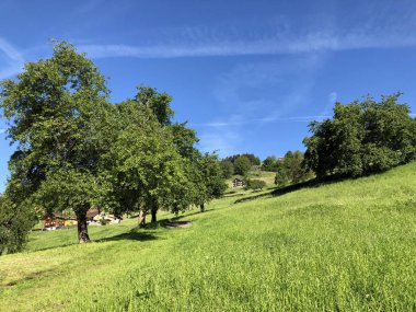 Luzerne Gölü kıyısındaki dağların yamaçlarında ve tepelerdeki çayırlarda (Vierwaldstaettersee) Nidwalden Kantonu, İsviçre