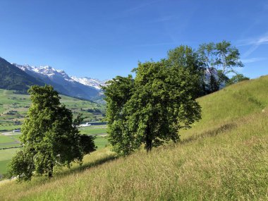 Luzerne Gölü kıyısındaki dağların yamaçlarında ve tepelerdeki çayırlarda (Vierwaldstaettersee) Nidwalden Kantonu, İsviçre
