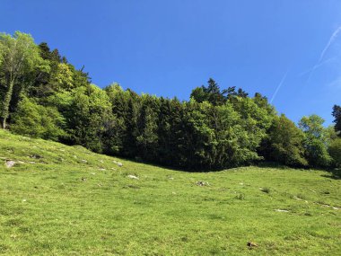 Luzerne Gölü kıyısındaki dağların yamaçlarında ve tepelerdeki çayırlarda (Vierwaldstaettersee) Nidwalden Kantonu, İsviçre