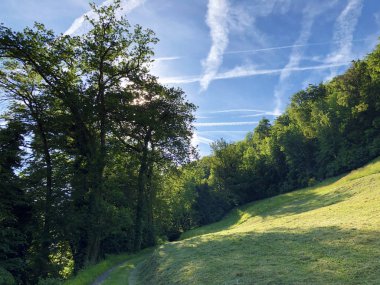 Luzerne Gölü kıyısındaki dağların yamaçlarında ve tepelerdeki çayırlarda (Vierwaldstaettersee) Nidwalden Kantonu, İsviçre