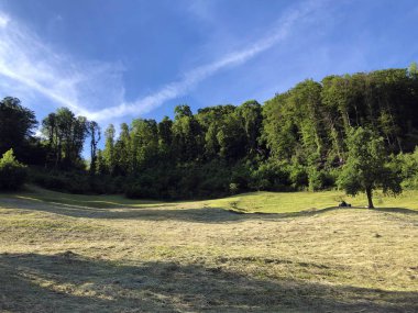 Luzerne Gölü kıyısındaki dağların yamaçlarında ve tepelerdeki çayırlarda (Vierwaldstaettersee) Nidwalden Kantonu, İsviçre