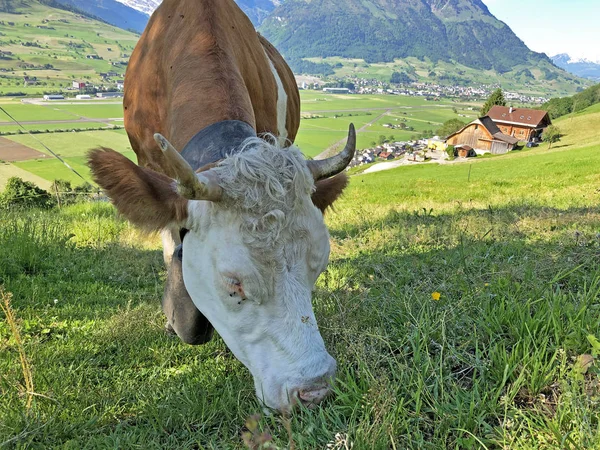 Luzerne Vagy Vierwaldstaettersee Vierwaldsattersee Menti Hegyek Lejtők Legelőin Élő Tehenek — Stock Fotó