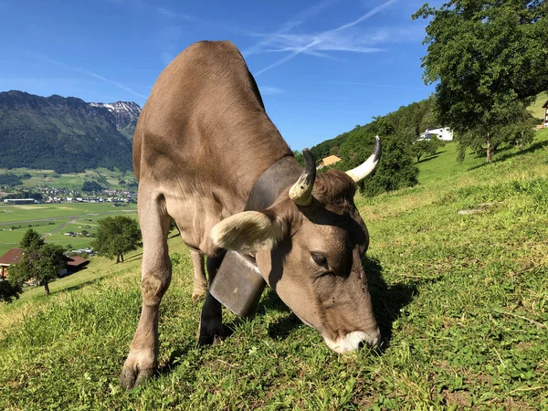 Krowy Łąkach Polanie Wzgórz Zboczach Gór Wzdłuż Jeziora Luzerne Lub — Zdjęcie stockowe