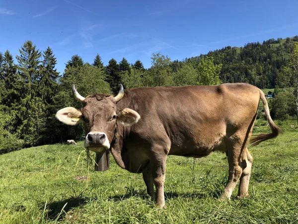 Krowy Łąkach Polanie Wzgórz Zboczach Gór Wzdłuż Jeziora Luzerne Lub — Zdjęcie stockowe