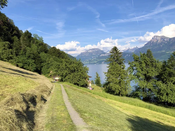 山の斜面にあるグレーズの高山の牧草地と牧草地ルツェルン湖またはヴィエルヴァルトシュターテツェ湖 Vierwaldsattersee の上のBrgenstock BuergenstockまたはBurgenstock スイス — ストック写真