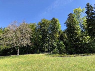 Luzerne Gölü veya Vierwaldstaettersee ya da Vierwaldsattersee 'nin yukarısındaki Burgenstock Dağı veya Buergenstock yamaçlarındaki karışık ağaçlar ve yaprak döken ormanlar İsviçre' nin Nidwalden Kantonu