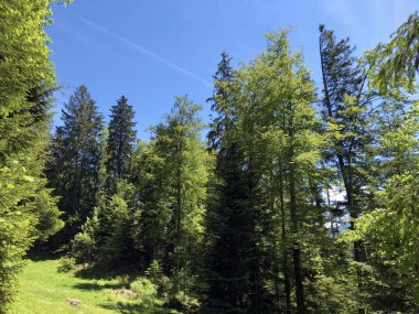 Luzerne Gölü veya Vierwaldstaettersee ya da Vierwaldsattersee 'nin yukarısındaki Burgenstock Dağı veya Buergenstock yamaçlarındaki karışık ağaçlar ve yaprak döken ormanlar İsviçre' nin Nidwalden Kantonu