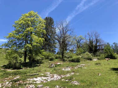 Luzerne Gölü veya Vierwaldstaettersee ya da Vierwaldsattersee 'nin yukarısındaki Burgenstock Dağı veya Buergenstock yamaçlarındaki karışık ağaçlar ve yaprak döken ormanlar İsviçre' nin Nidwalden Kantonu