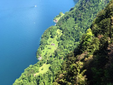 Luzerne Gölü veya Vierwaldstaettersee ya da Vierwaldsattersee 'nin yukarısındaki Burgenstock Dağı veya Buergenstock yamaçlarındaki karışık ağaçlar ve yaprak döken ormanlar İsviçre' nin Nidwalden Kantonu
