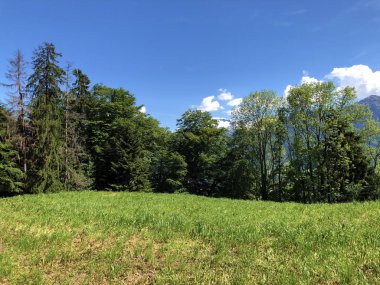 Luzerne Gölü veya Vierwaldstaettersee ya da Vierwaldsattersee 'nin yukarısındaki Burgenstock Dağı veya Buergenstock yamaçlarındaki karışık ağaçlar ve yaprak döken ormanlar İsviçre' nin Nidwalden Kantonu