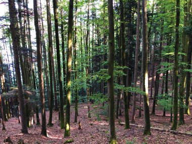 Luzerne Gölü veya Vierwaldstaettersee ya da Vierwaldsattersee 'nin yukarısındaki Burgenstock Dağı veya Buergenstock yamaçlarındaki karışık ağaçlar ve yaprak döken ormanlar İsviçre' nin Nidwalden Kantonu