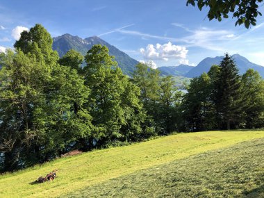 Luzerne Gölü veya Vierwaldstaettersee ya da Vierwaldsattersee 'nin yukarısındaki Burgenstock Dağı veya Buergenstock yamaçlarındaki karışık ağaçlar ve yaprak döken ormanlar İsviçre' nin Nidwalden Kantonu