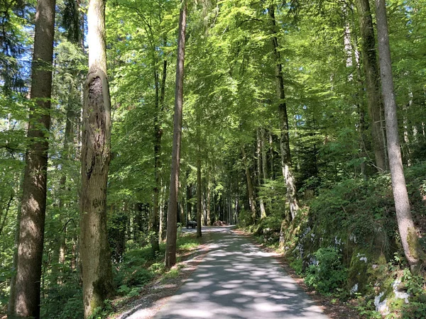 Arbres Mixtes Forêts Feuillus Sur Les Pentes Montagne Burgenstock Buergenstock — Photo