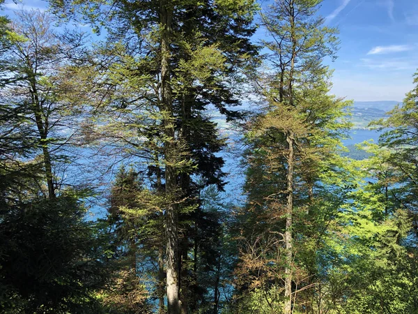Pohon Campuran Dan Hutan Gugur Lereng Gunung Burgenstock Atau Buergenstock — Stok Foto