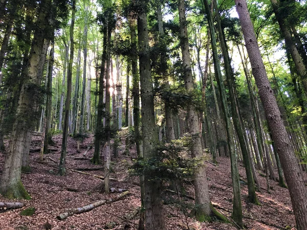 Smíšené Stromy Listnaté Lesy Svazích Hor Burgenstock Nebo Buergenstock Nad — Stock fotografie