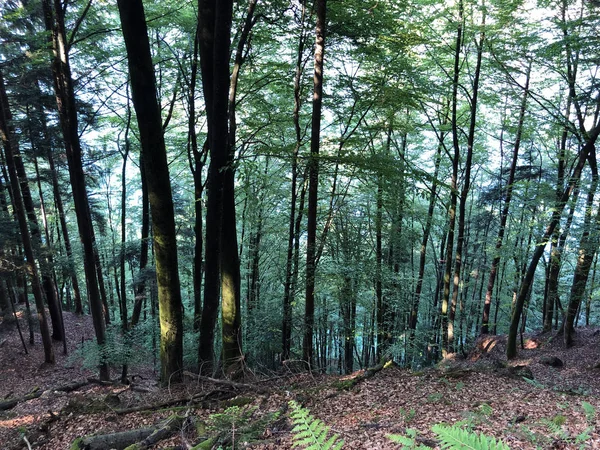 Μικτή Δέντρα Και Φυλλοβόλα Δάση Στις Πλαγιές Του Mountain Burgenstock — Φωτογραφία Αρχείου