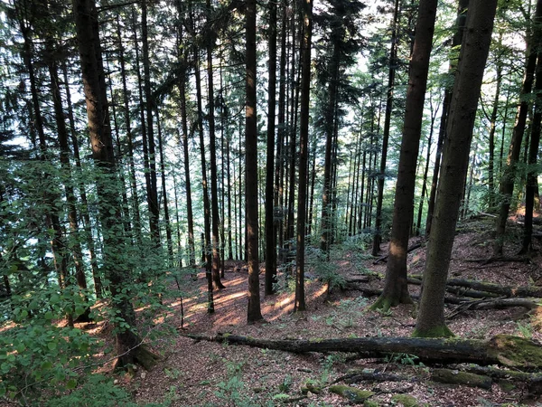 Gemengde Bomen Loofbossen Hellingen Van Berg Burgenstock Buergenstock Boven Het — Stockfoto