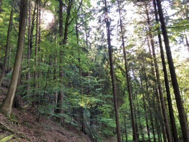 Yazın yüksek gökyüzünün güzel manzarası ve Buergenstock ya da Burgenstock 'taki ağaçların taçlarından gün ışığı ışınları - İsviçre, Nidwalden Kantonu