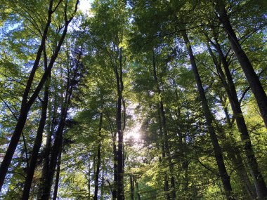 Yazın yüksek gökyüzünün güzel manzarası ve Buergenstock ya da Burgenstock 'taki ağaçların taçlarından gün ışığı ışınları - İsviçre, Nidwalden Kantonu