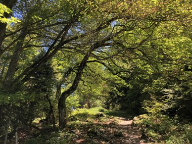 Buergenstock ya da Burgenstock, Ennetbuergen (Ennetbuergen) - İsviçre 'nin Nidwalden Kantonu