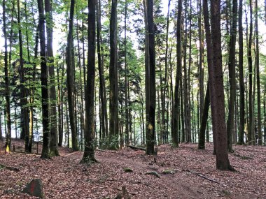 Buergenstock ya da Burgenstock, Ennetbuergen (Ennetbuergen) - İsviçre 'nin Nidwalden Kantonu
