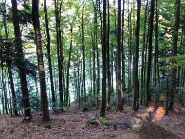 Buergenstock ya da Burgenstock, Ennetbuergen (Ennetbuergen) - İsviçre 'nin Nidwalden Kantonu