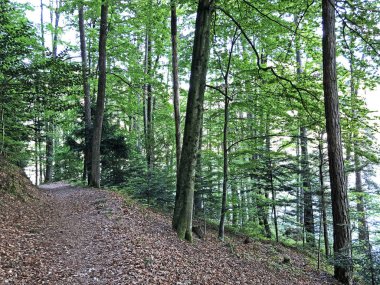 Buergenstock ya da Burgenstock, Ennetbuergen (Ennetbuergen) - İsviçre 'nin Nidwalden Kantonu