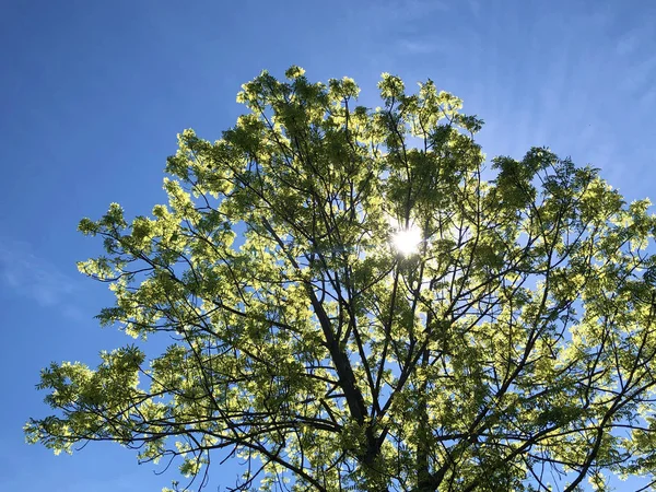 Schöne Aussichten Auf Den Sommerlichen Alpenhimmel Und Sonnenstrahlen Durch Die — Stockfoto